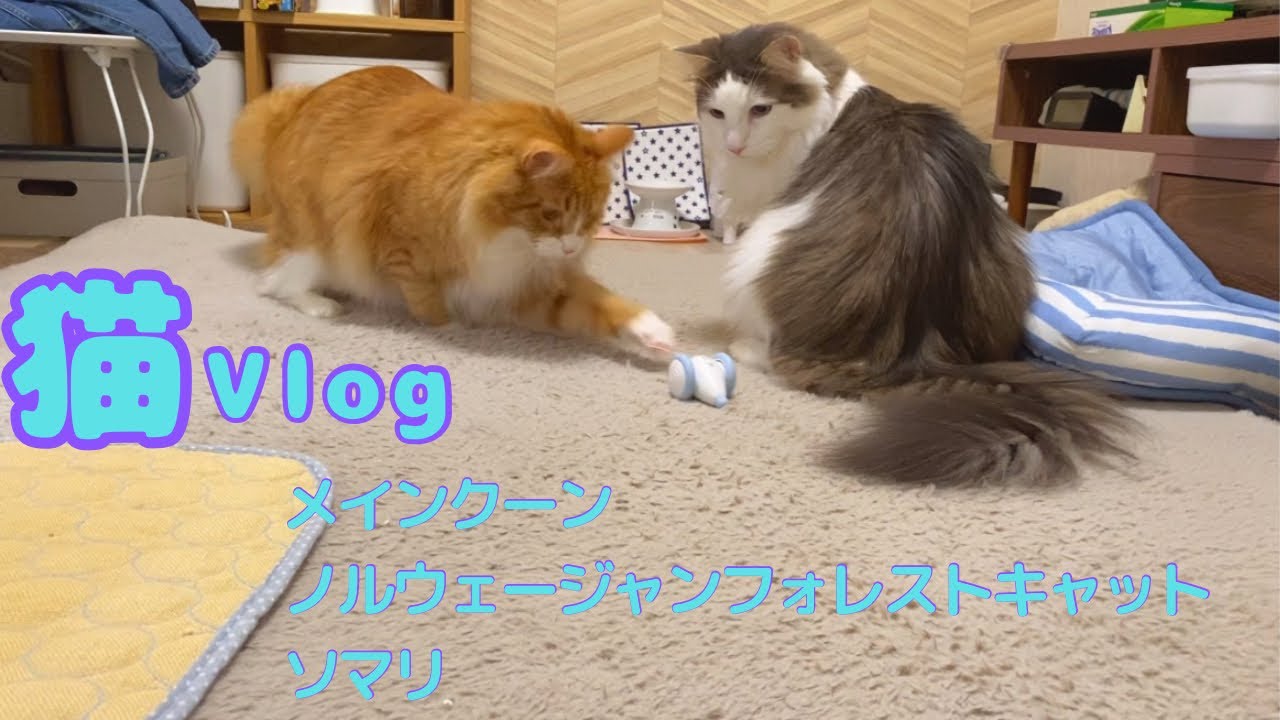 【猫Vlog】ネコちゃんのイタズラ友だちマウスをあげてみた