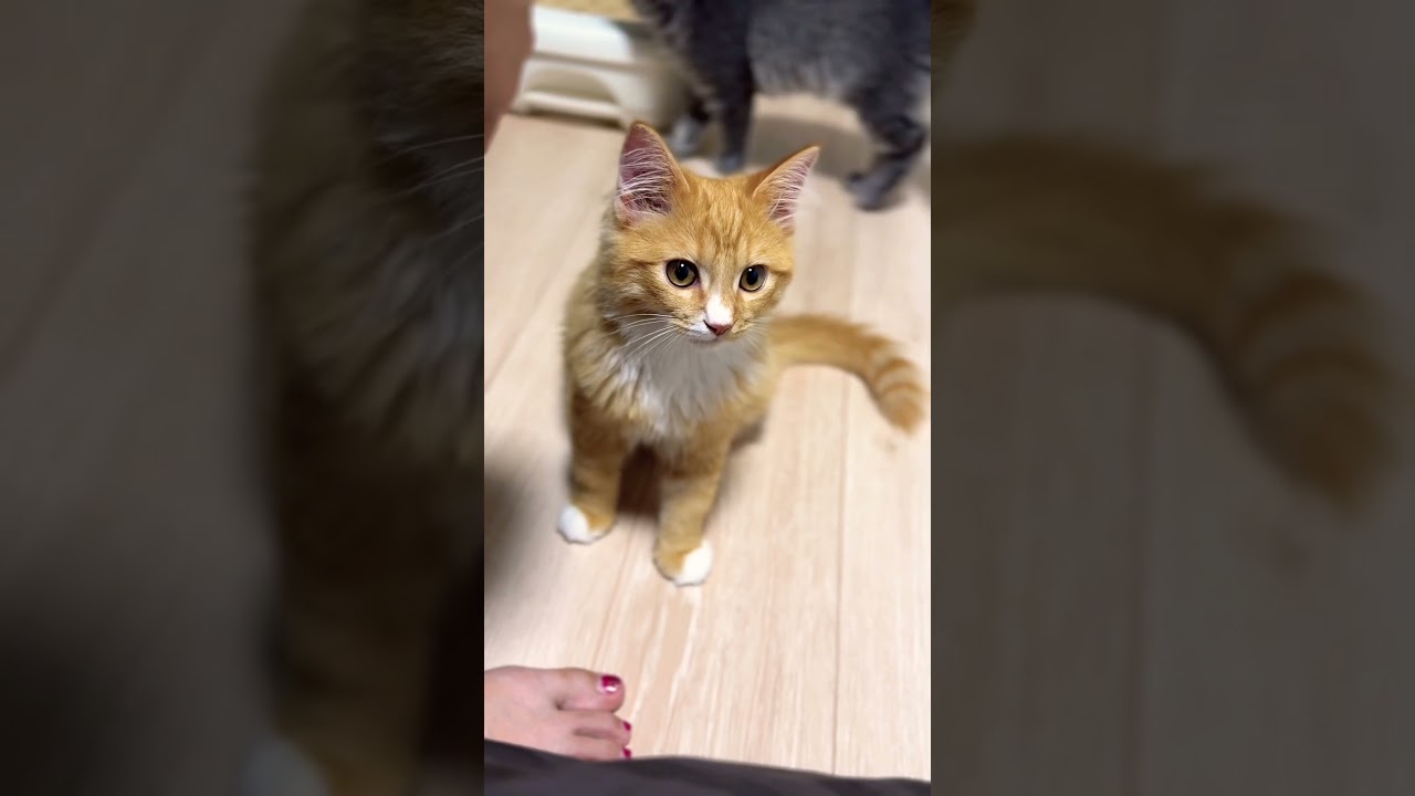 早く寝て欲しいサイベリアン達 #猫#cat#サイベリアン#Siberian#子猫#고양이#猫のいる生活