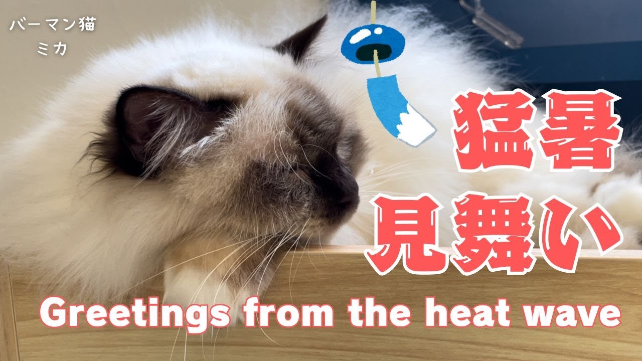 バーマン猫ミカ【猛暑見舞い】Greetings from the heat wave（バーマン猫）Birman/Cat