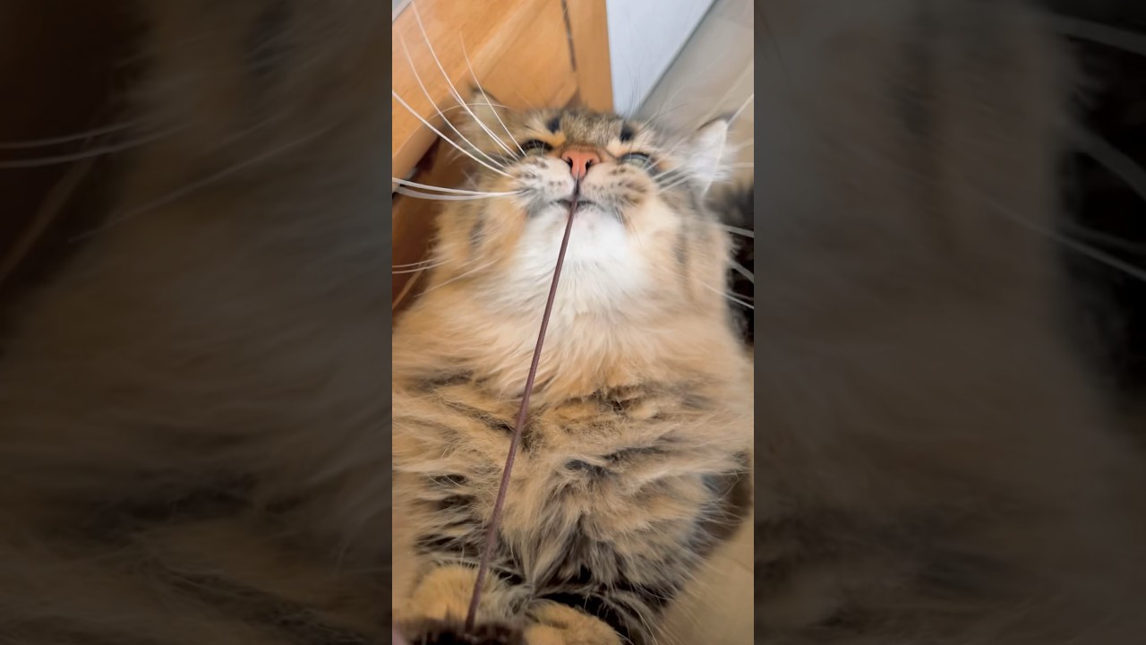 ゴムパッチン#サイベリアン #猫 #遊び