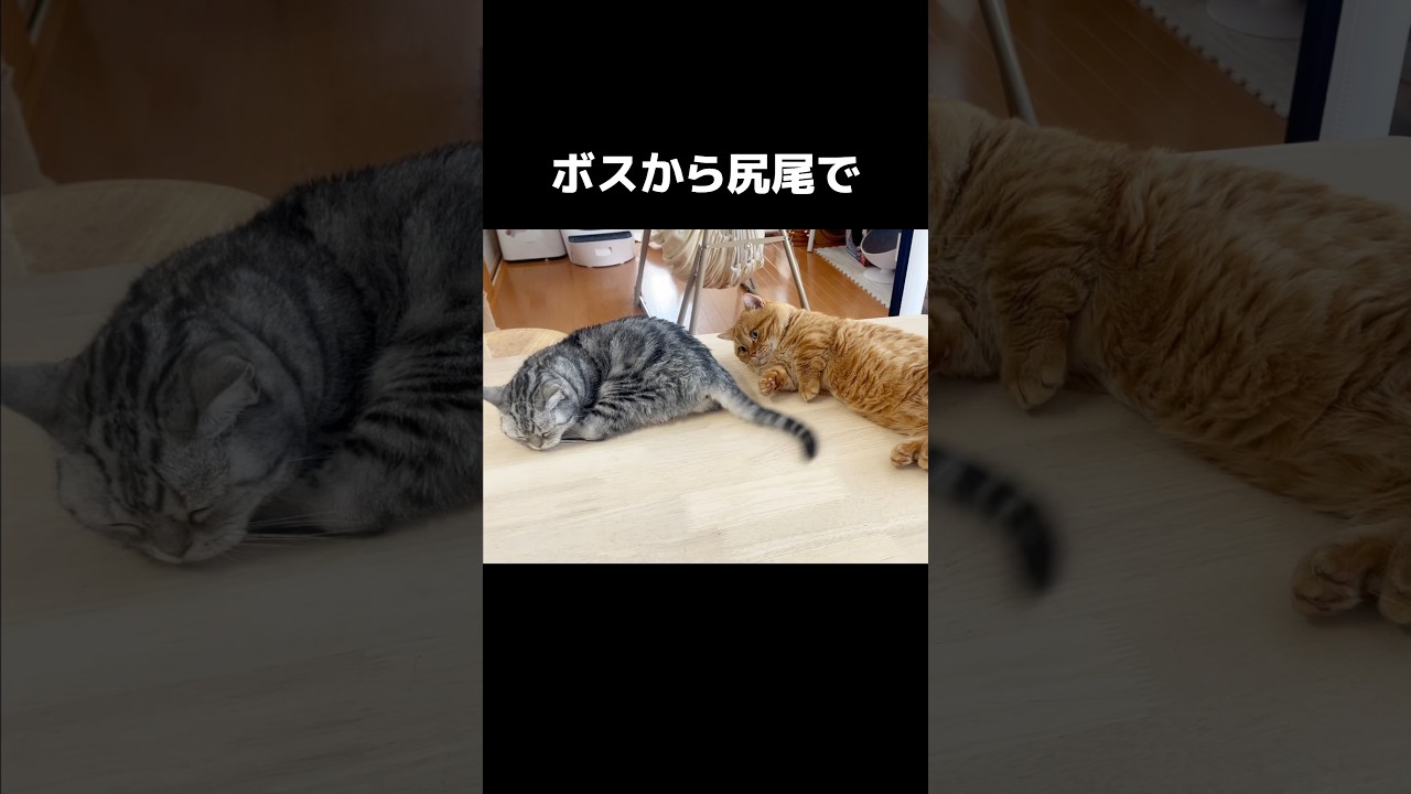 ボスから尻尾で... #猫 #マンチカン #shorts