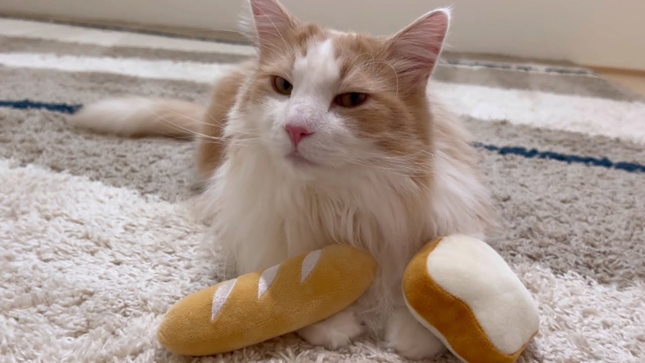 【パン派】もふ猫たちと美味しそうなフランスパンを眺める動画wwwターキッシュアンゴラとノルウェージャンフォレストキャット