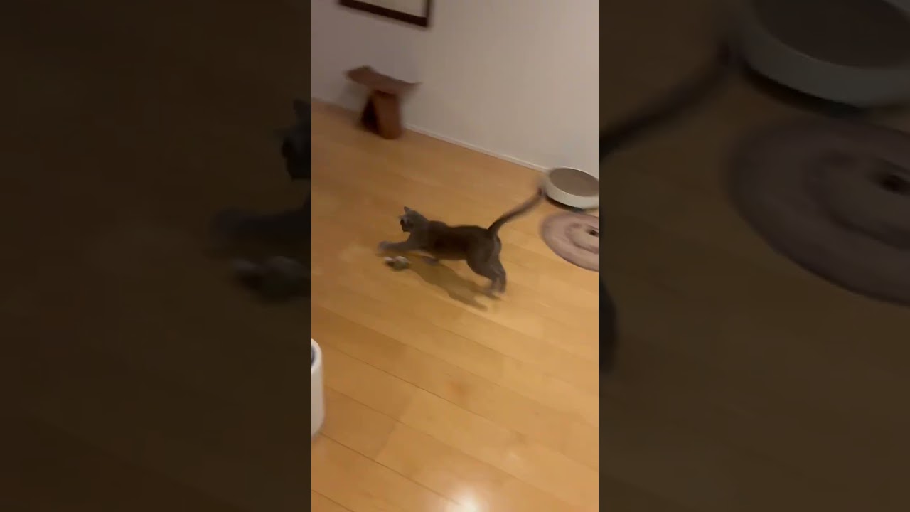 Riru and a bird 01 #cat #kitten #catbaby #猫 #cute #ねこねこ #catkitten #pets #ねここ