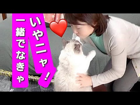 添い寝断わったらこんな事に！甘えん坊将軍猫コハク君 Ragdoll Cat Kohaku