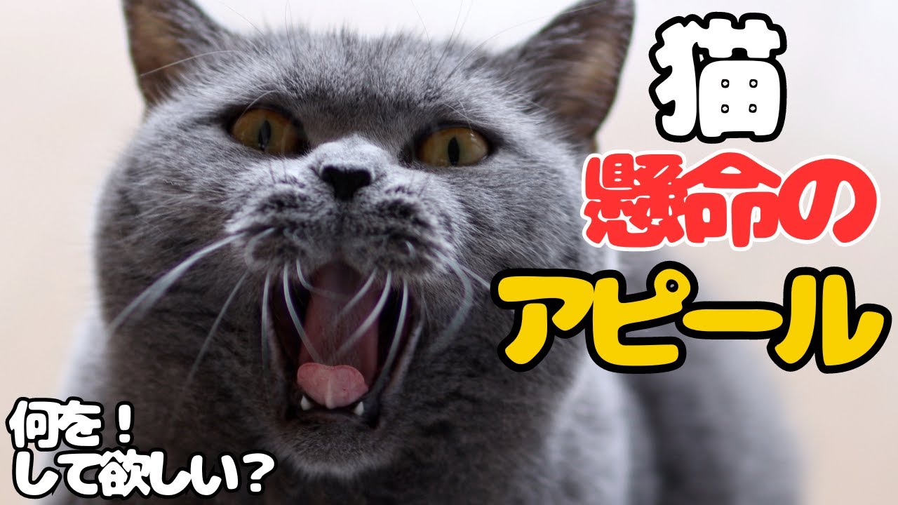 ブリティッシュショートヘアの鳴き声はマジでかわいいが…要求もかわいかったｗ