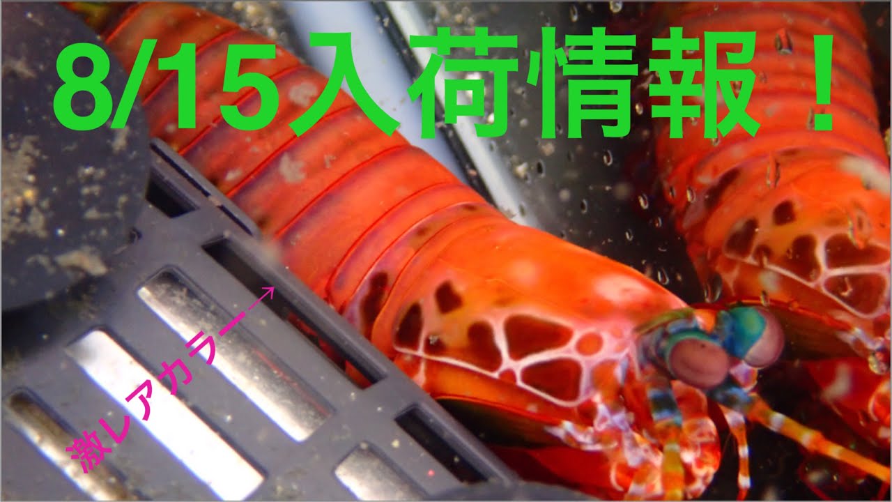 8/15入荷情報！イソギンチャクや海水魚が盛りだくさん！激レアモンハナシャコも紹介してます！