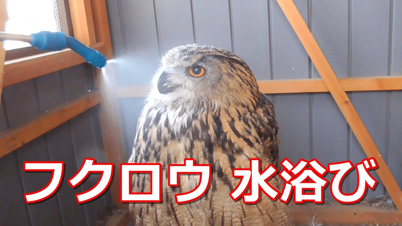 ベンガルワシミミズクに霧吹きで水浴び【メンフクロウ】