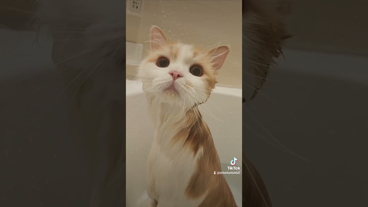 お風呂大好き猫✨♨️   #ラガマフィン #猫のいる暮らし