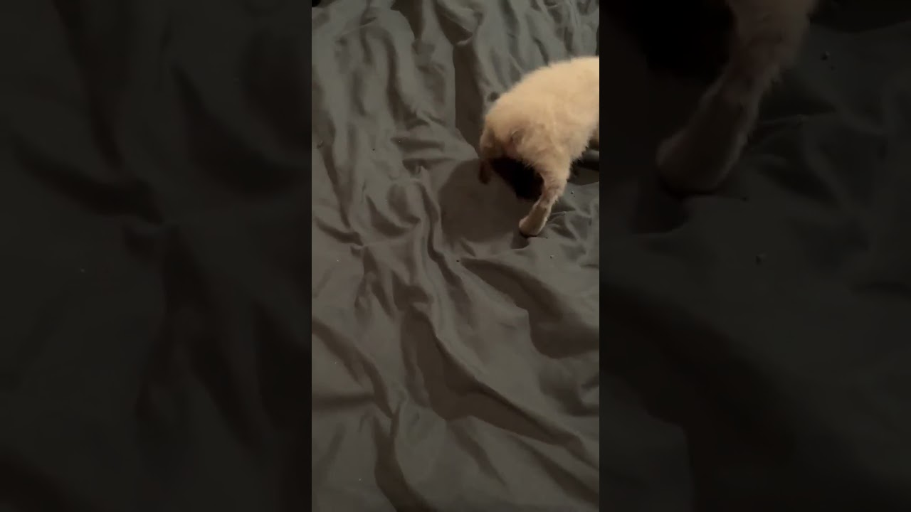 Manx Syndrome bottle babies