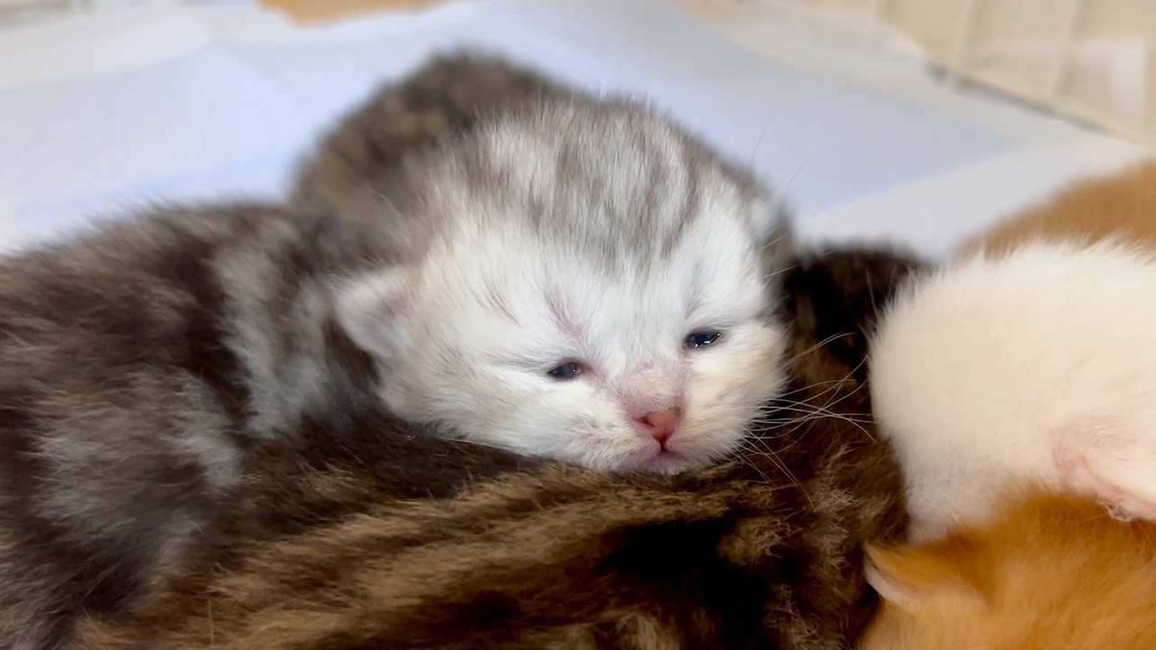 ★まとめ★いつかのクルミ家の子猫達をまとめてみた件【猫のいる生活Vol.708～712】出産動画 マンチカン短足・ミヌエット・ペルシャ猫専門ブリーダー『ペット蔵人』【子猫の成長記録】