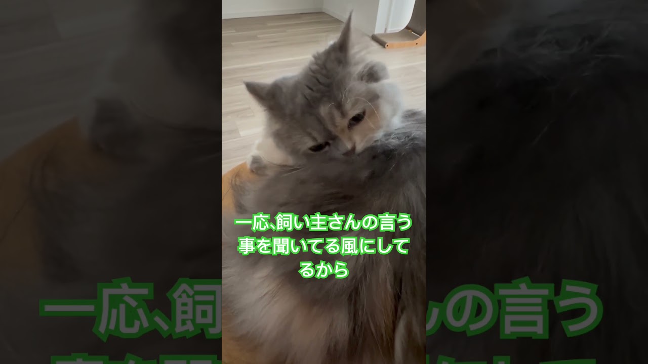 #cat #猫のいる生活 #ねこ #猫 #マンチカン短足 #shorts #短足マンチカン #猫好きさんと繋がりたい #マンチカン