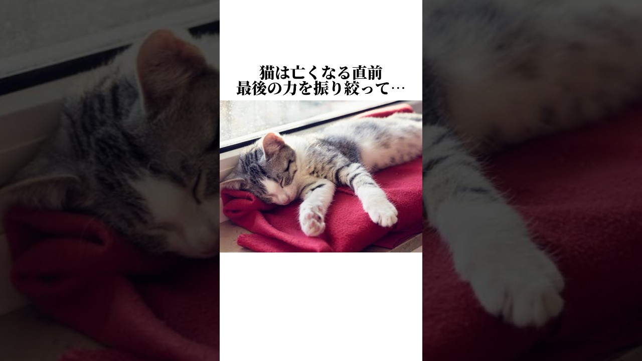 あかんwwネコってホントに可愛すぎるww猫の知って損しない秘密5選🤫