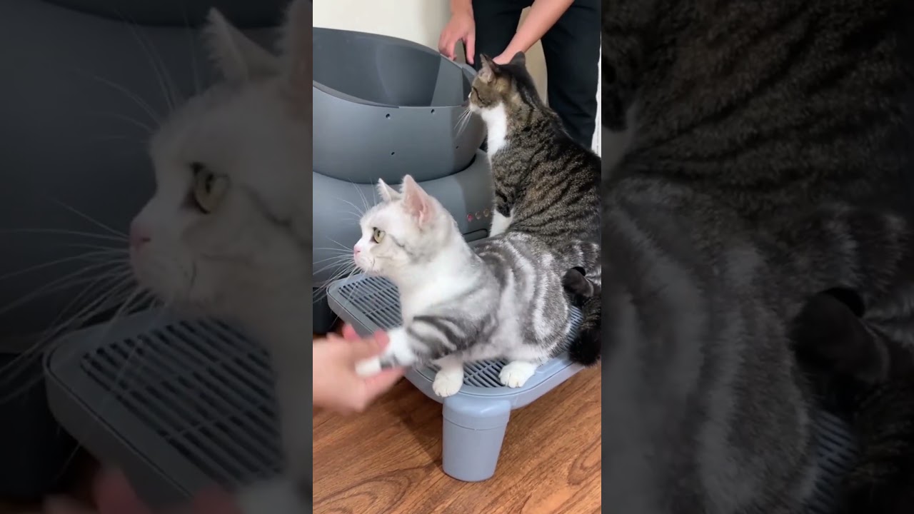 Con mèo giống con chó || kênh con bơ con lúa con quýt