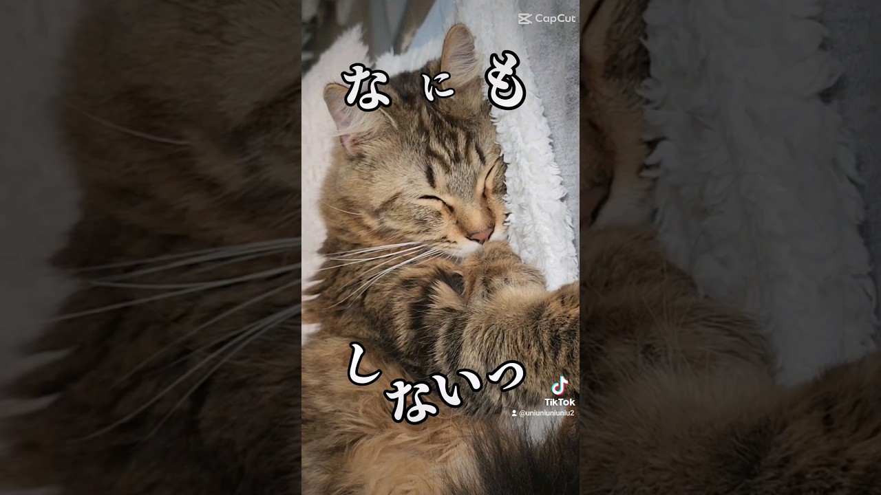 ニャにもしない😪   #ラガマフィン #猫のいる暮らし