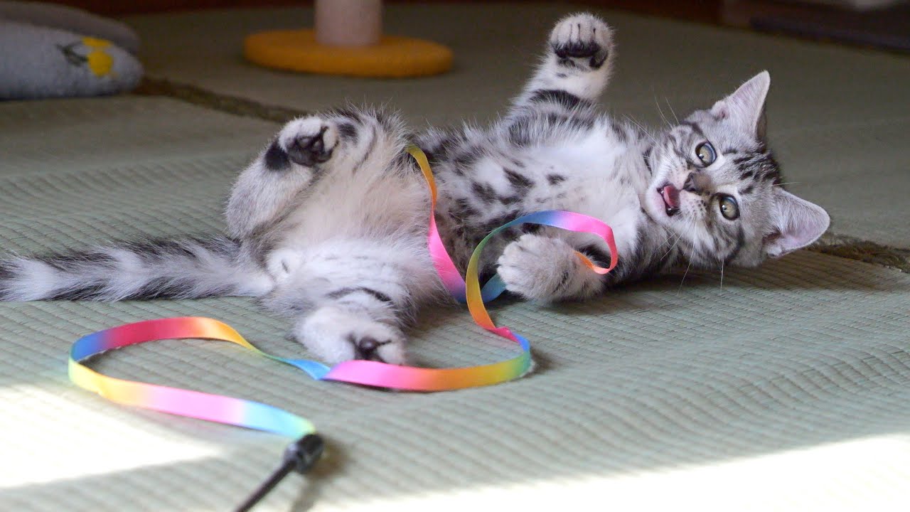 子猫たちが自由に飛び回る様子に癒され、最後にはうれしいサプライズも♬