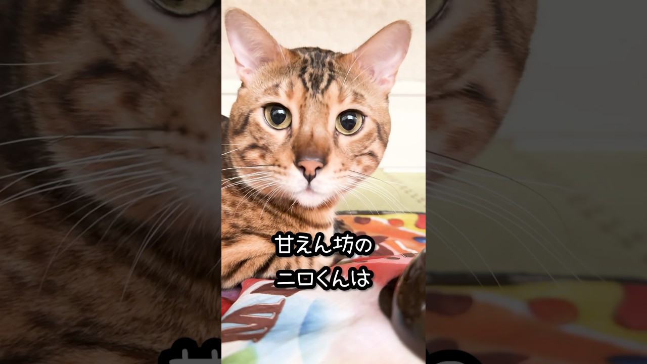 甘えん坊ベンガル猫の行動パターン
