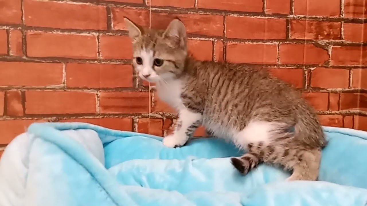 686838 セルカークレックス