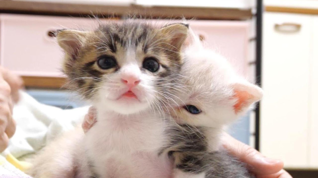 腹ペコ子猫はミルクの匂いに気が付くと「早く飲みたい！」と鳴き出しました【赤ちゃん猫　保護猫】