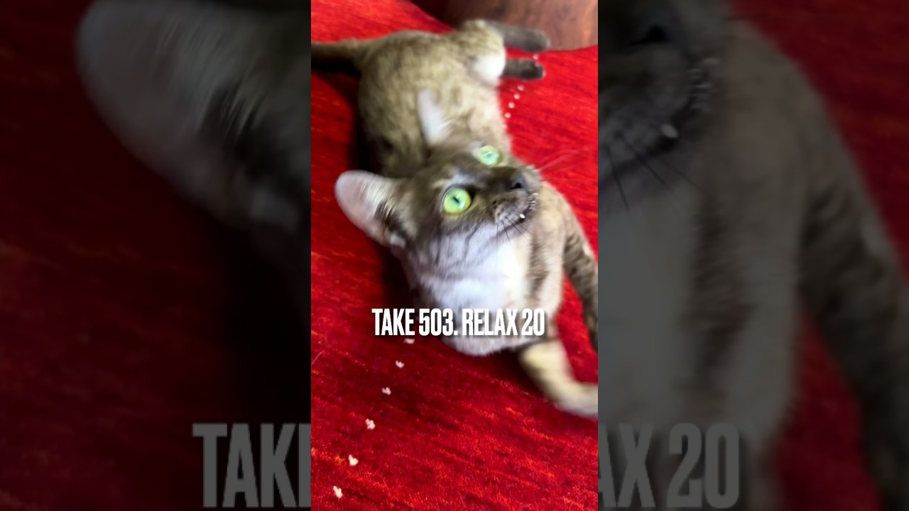 #くつろぎのひととき ってやつにゃ❗️#目ヂカラ強め にゃんこにゃ‼️#egyptianmaucat #エジプシャンマウの仲間たち #relax #shorts