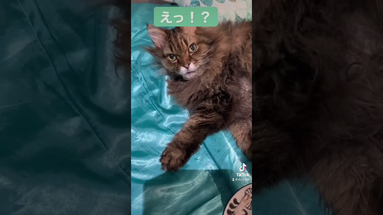 ささみ大好き💜【スコティッシュフォールド】 #スコティッシュフォールド #shorts