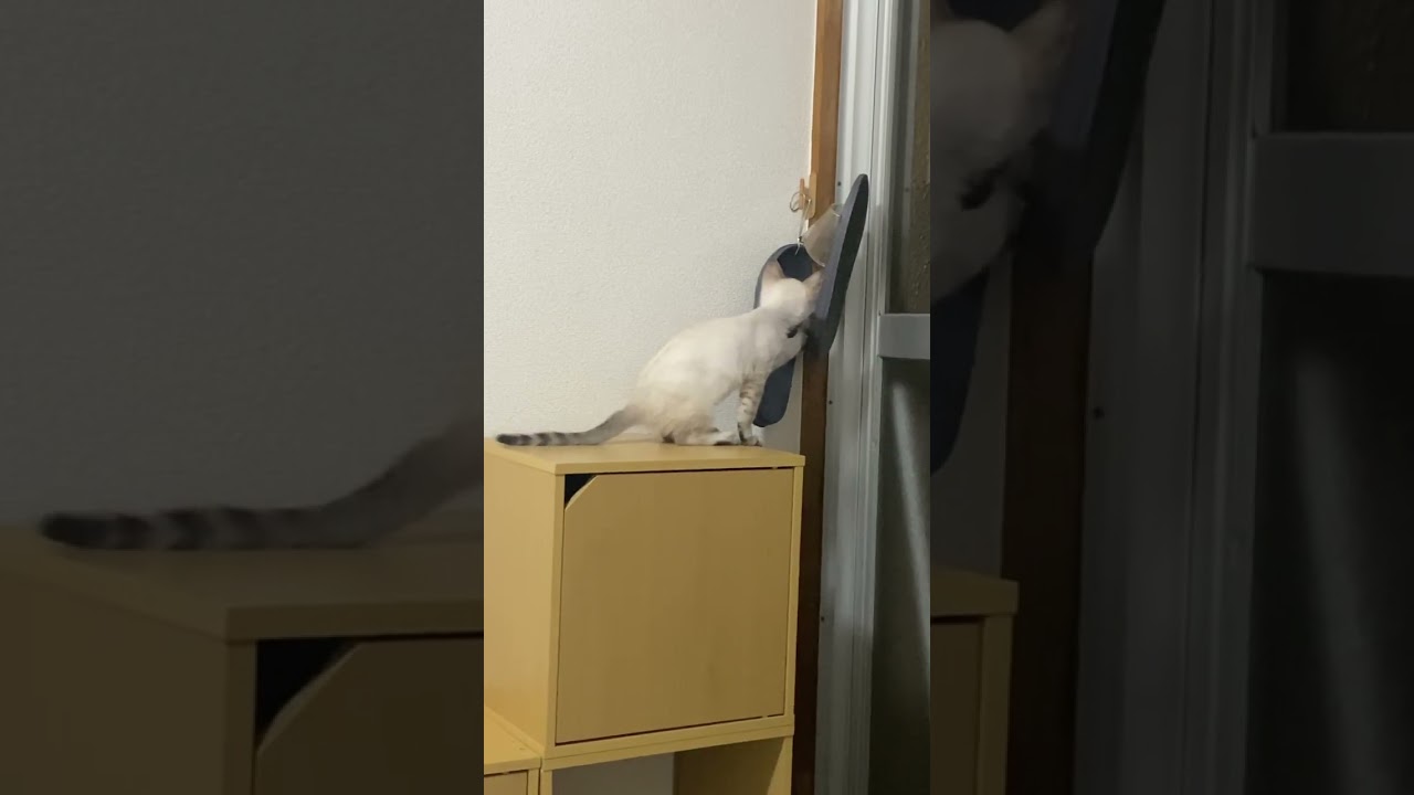 いい位置にスリッパあるじゃん　#元保護猫　#シャムトラ　#シャムミックス　#cat #猫耳 #kitten #シャムmix  #子猫 #猫耳