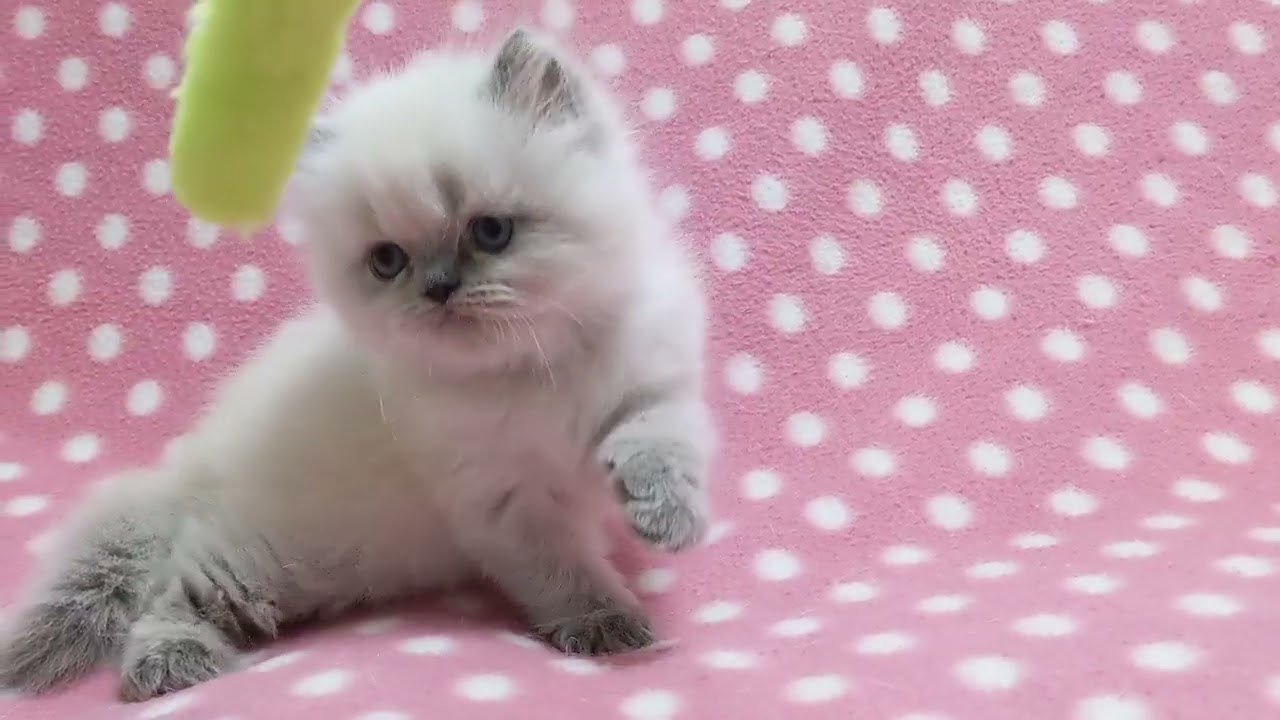 ヒマラヤン おっとり懐っこい癒し系の可愛い女の子♪（毛色：ブルーポイント）