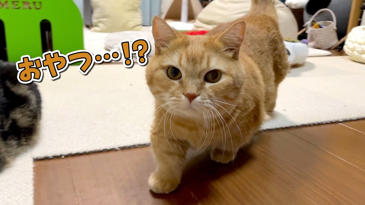 パパが持ってるものが全部おやつに見えて期待しちゃう猫w