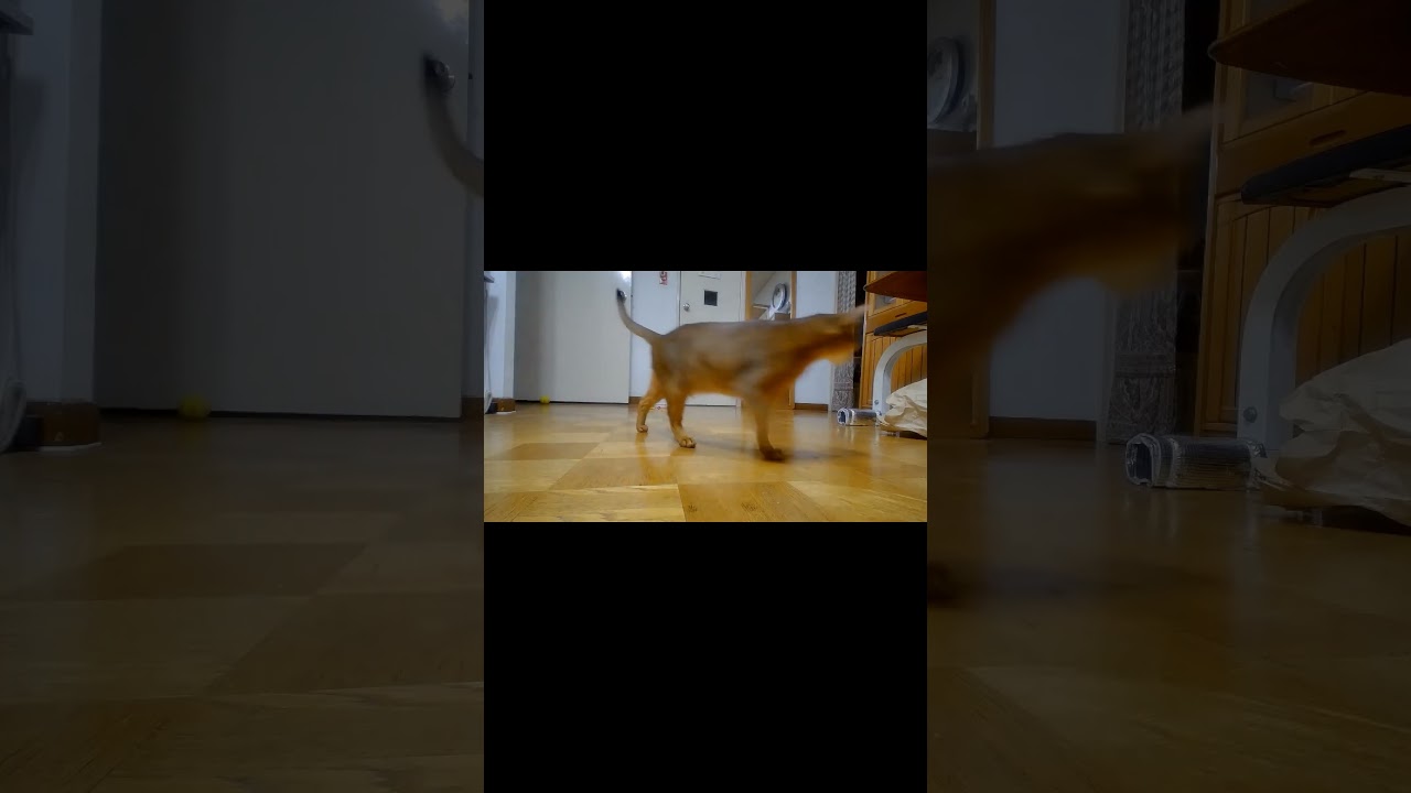 ネコ動画あび＃1457　#shorts　あびの毎日　アビシニアン　あび