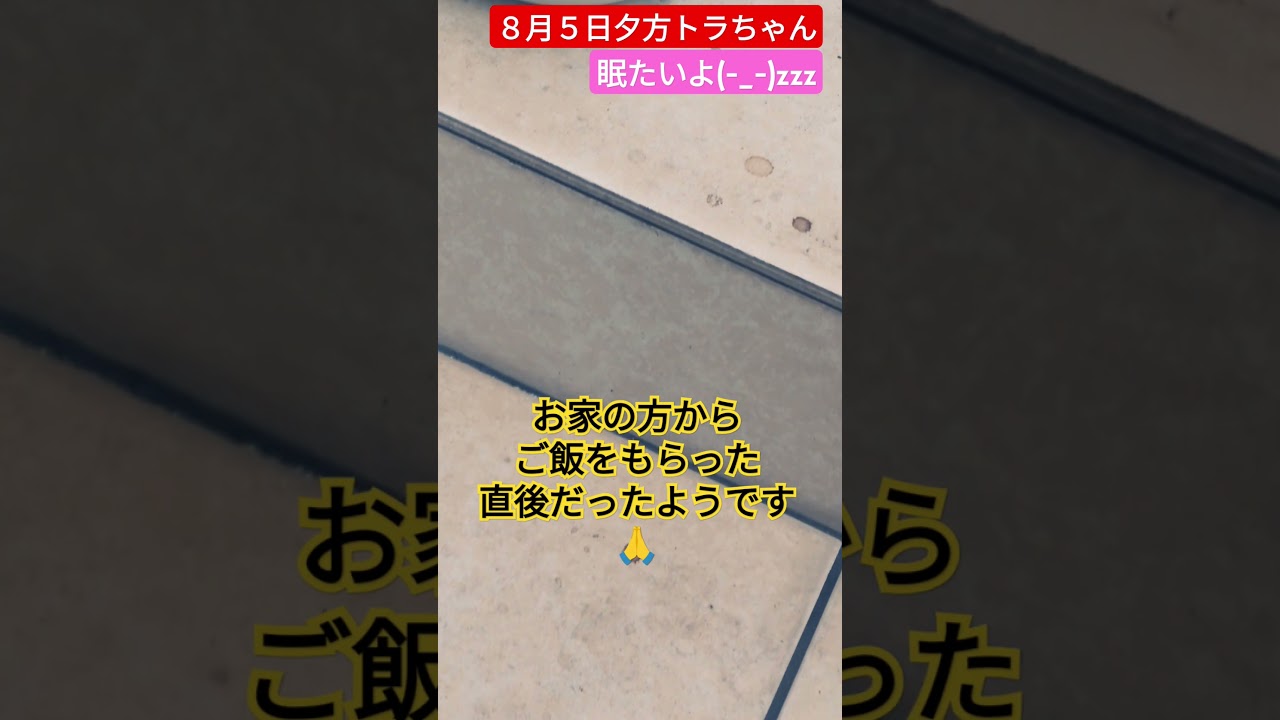 【８月５日夕方トラちゃん】眠たいよ〜邪魔しないでよ〜