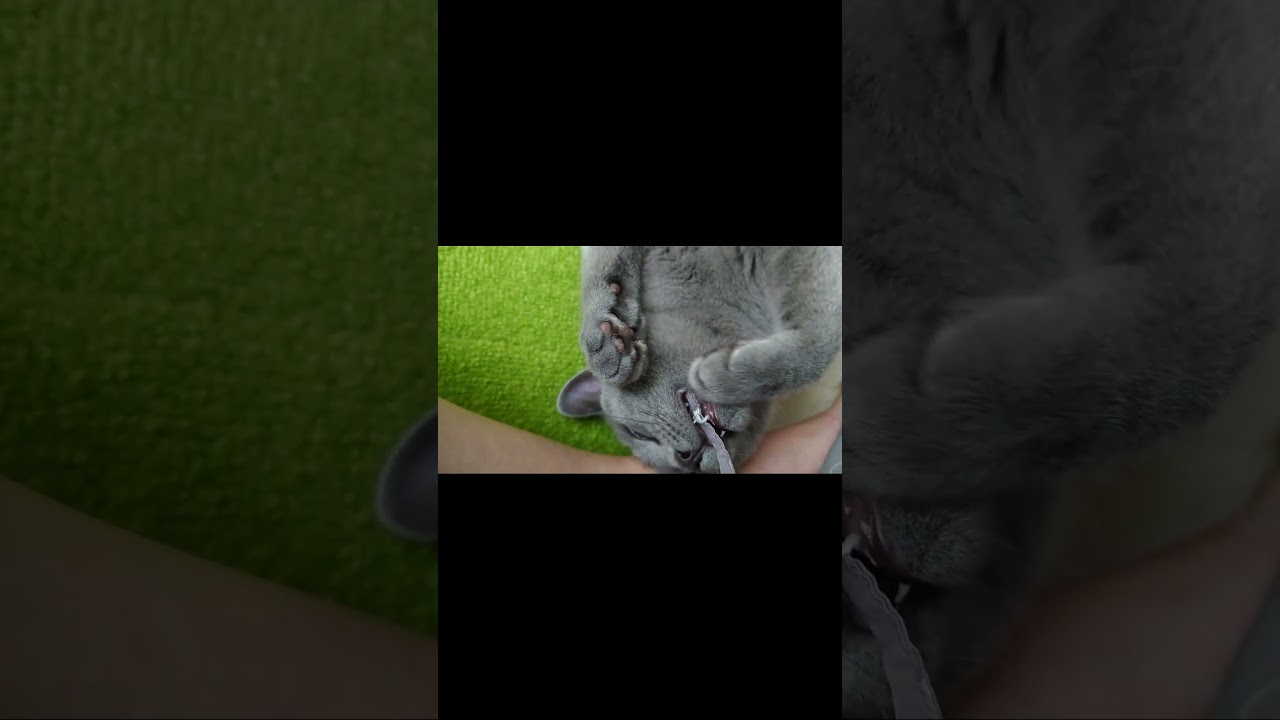 【猫動画】ヒモをカミカミする猫 #shorts #猫 #ネコ #シャルトリュー  #cat  #ねこ #子猫