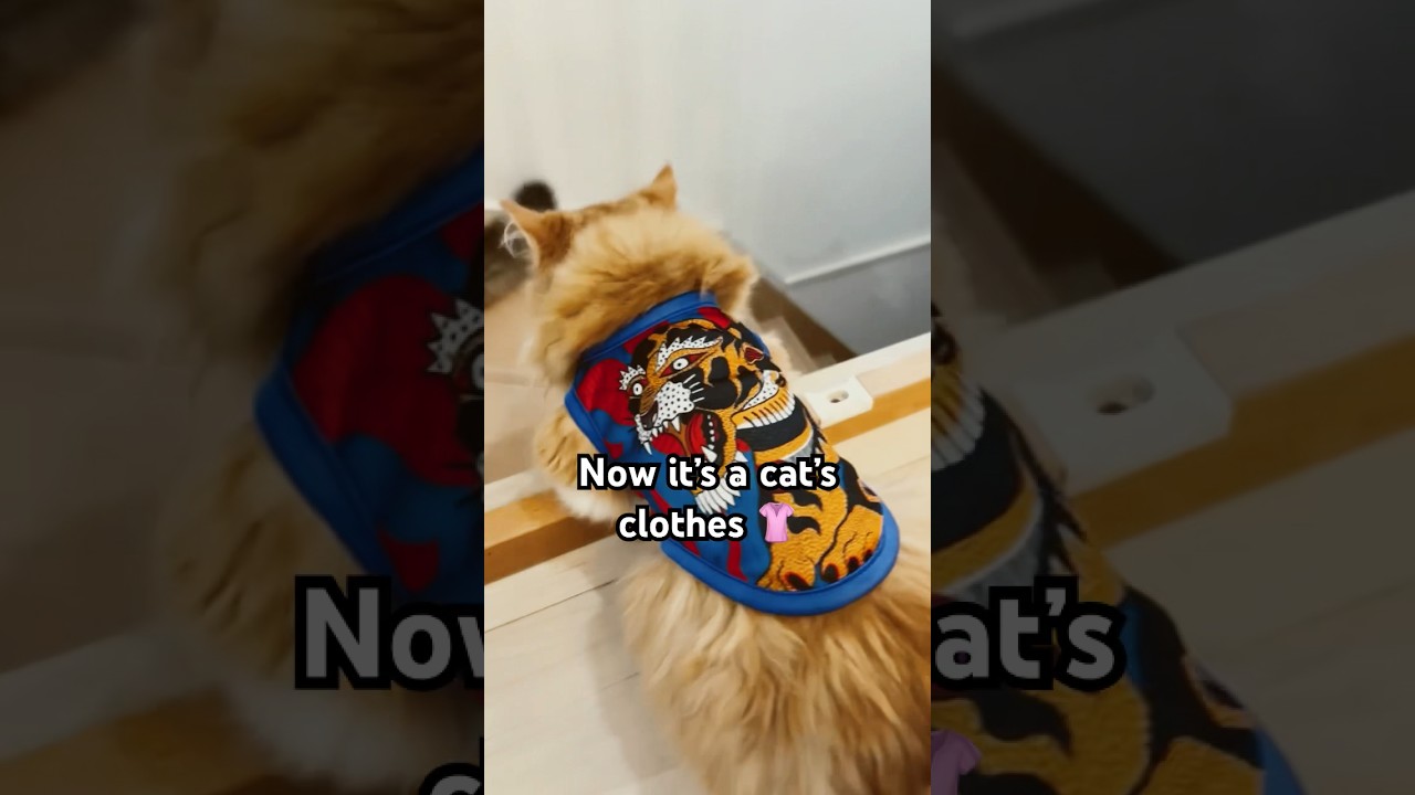This is a book cover.cat’s clothes! #cat #kitten #munchkin #猫 #マンチカン #子猫 #shorts #short #funny #cute