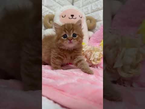 スコティッシュフォールド ❤️可愛さ反則級！！❤️　レッドタビー（長毛）