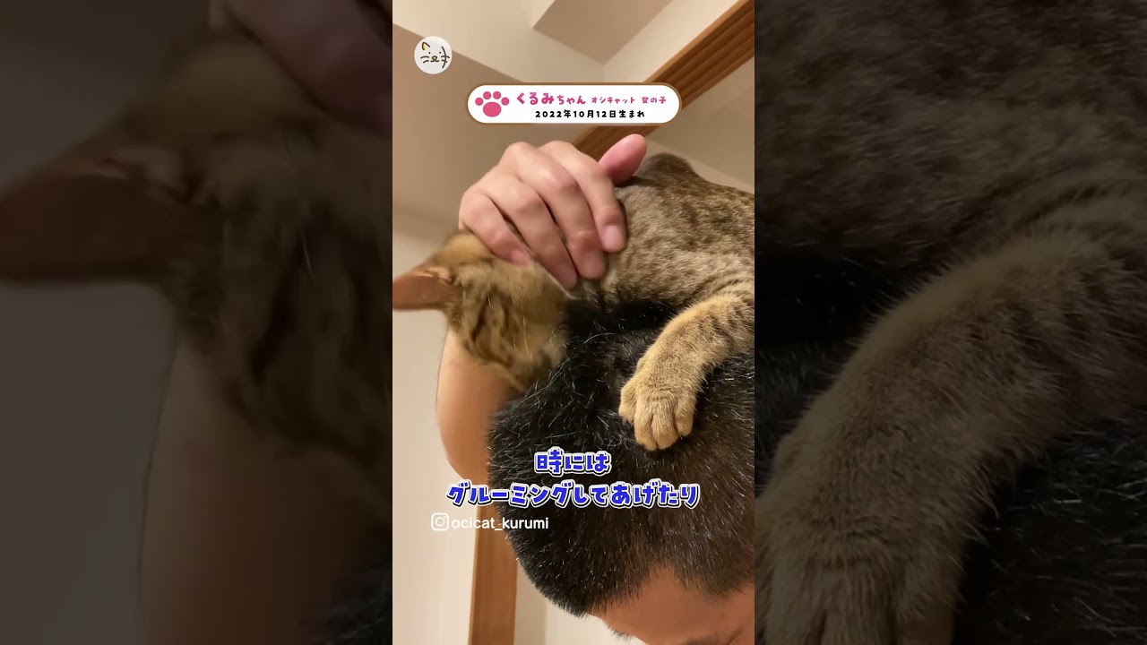 【猫王国】猫ちゃん動画制作&プレゼント中！くるみちゃん オシキャット🐈️ #猫王国 #cat #子ネコ #catstagram #猫のいる暮らし