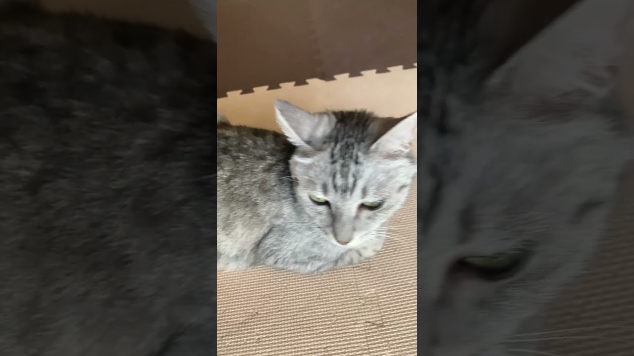 保護猫　おうちゃん　Rescued cat O-chan #cat #猫のいる暮らし #ねこ #猫好きさんと繋がりたい #かわい