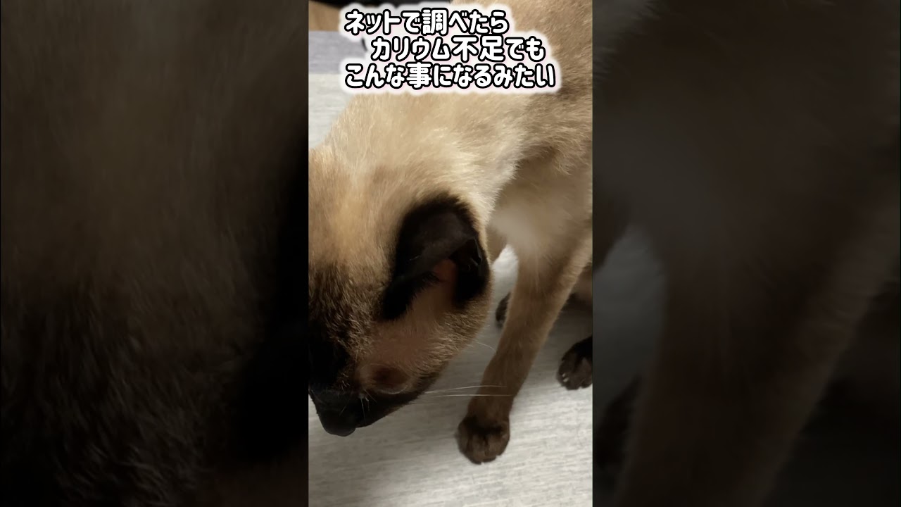 シャム猫ムーン🌙チャンネル・突然ムンちゃんの首が垂れて上がらなくなった #しゃむねこ #siamese ＃MOON