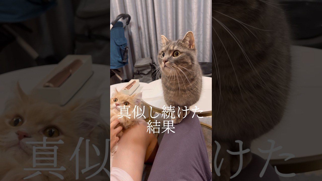 ママが猫の鳴き声を真似した結果...#shorts #猫 #マンチカン