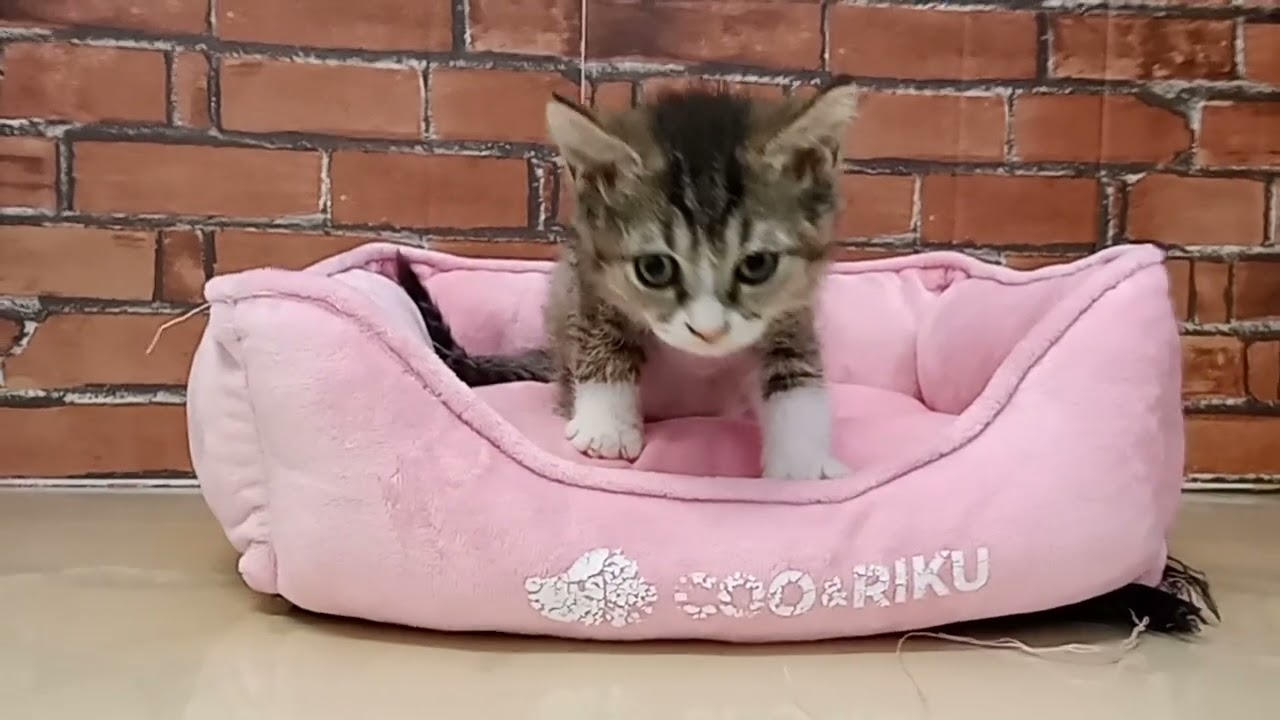 686841 セルカークレックス