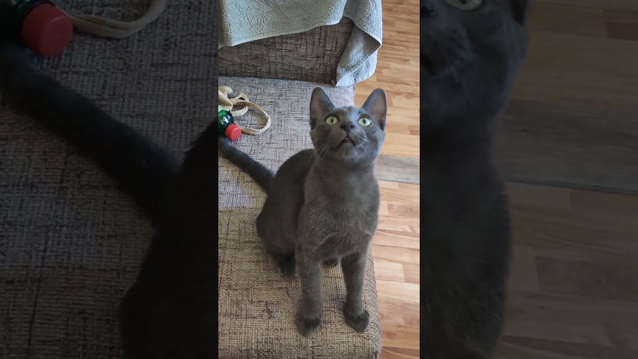 Mali mačak (zove se "Tjukken/Ćuken" ili "Bucko" po naški)