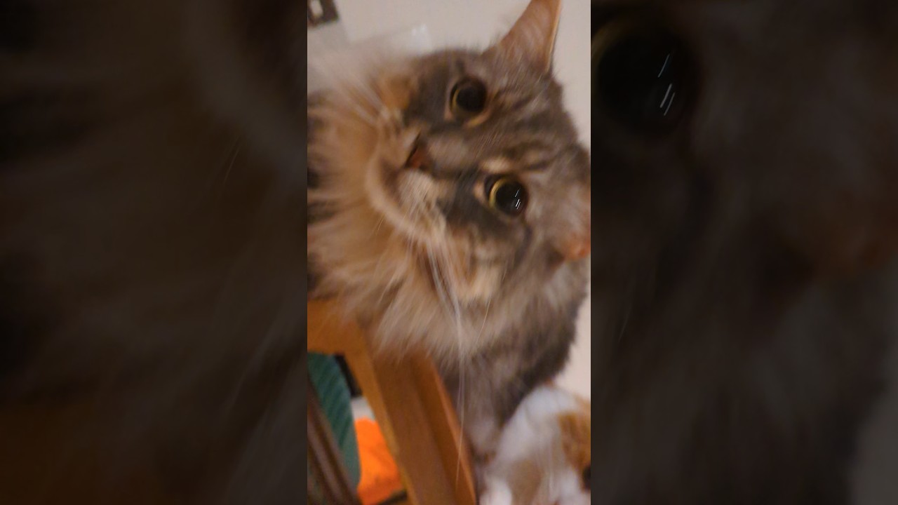 夏なのにふわふわ並んで暑くないのか！？#cat #norwegianforestcat #メインクーン