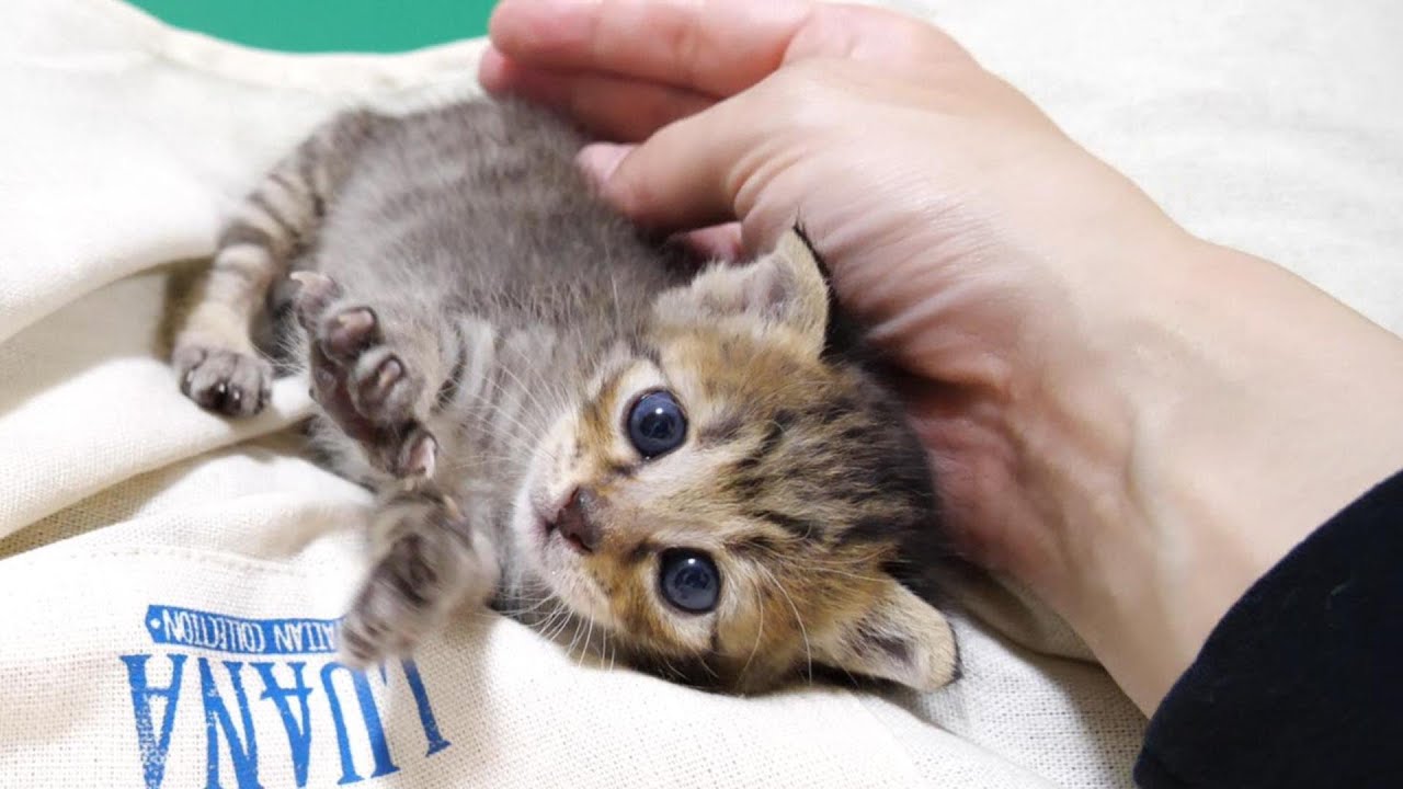 子猫のトイレ訓練用のルームツアー「アクロの部屋へようこそ」【赤ちゃん猫　保護猫】