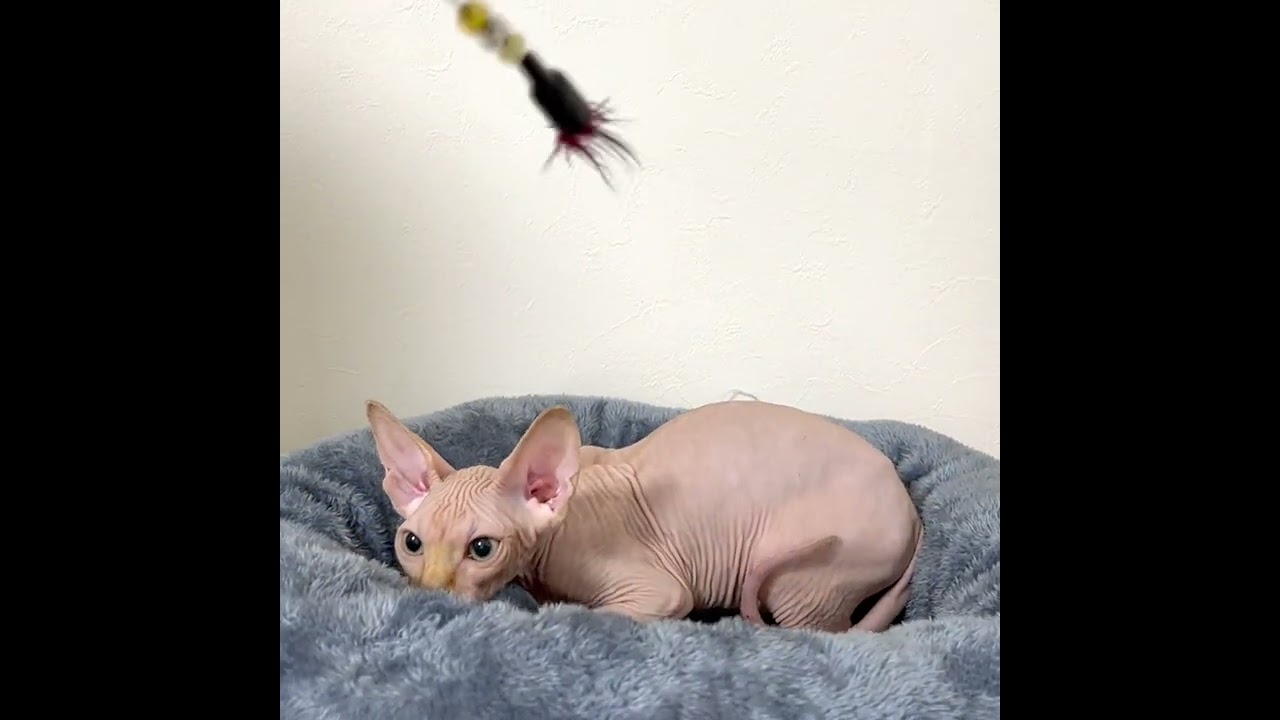 スフィンクス 兄妹いちのイケメンくん♡元気いっぱいの男の子！