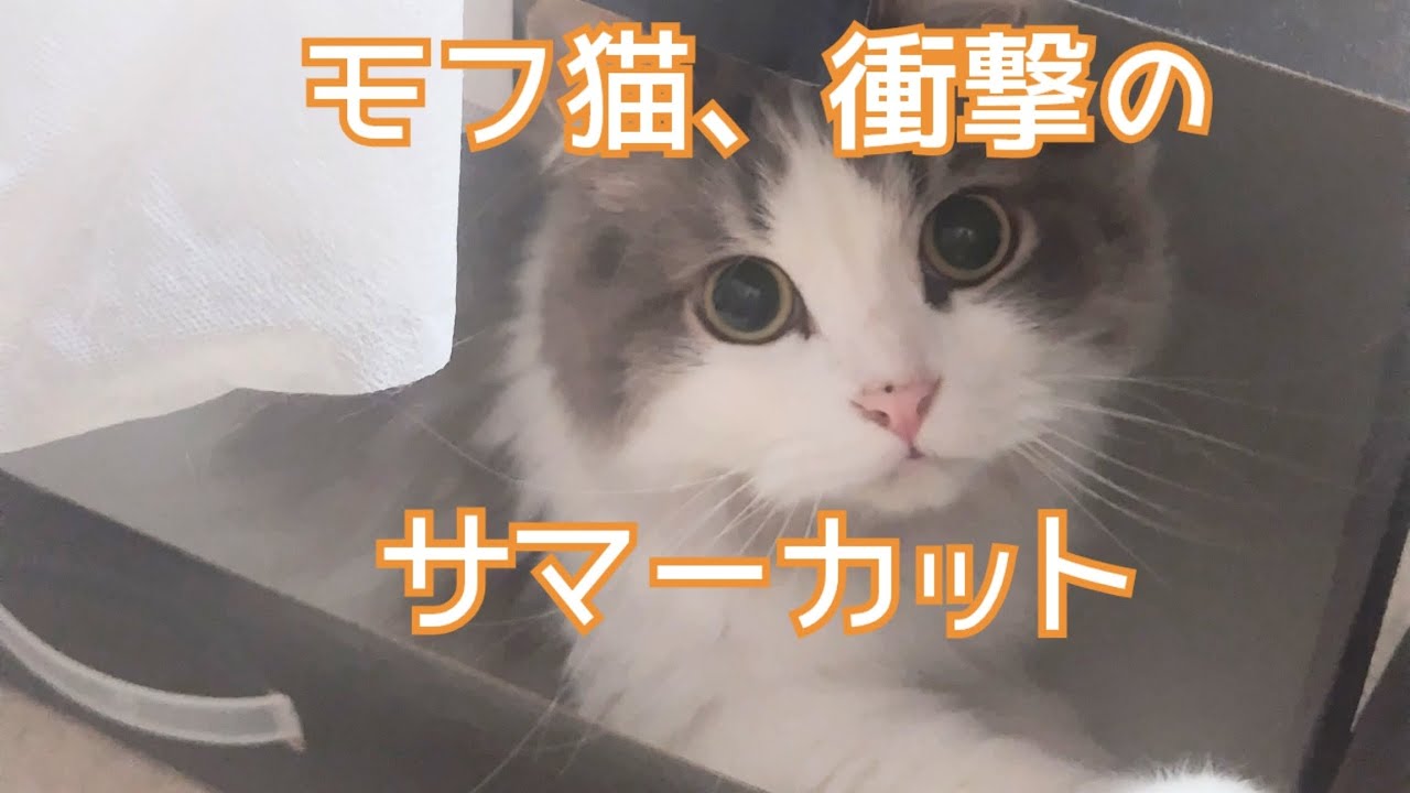 【サイベリアン】モフ猫のサマーカット2024ver【衝撃】