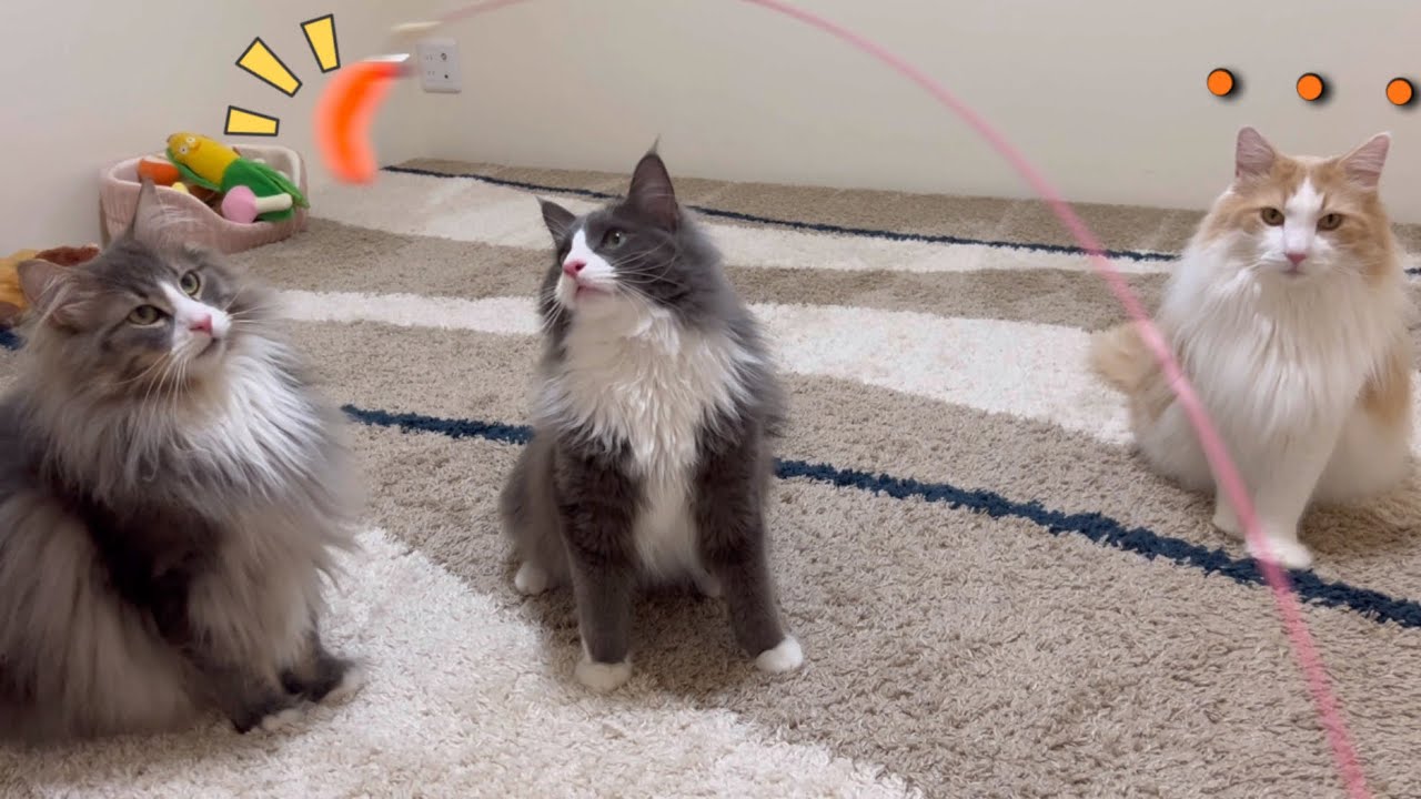 【電池切れw】大好きなおもちゃで遊んでいたら、突然スイッチが切れたノルウェージャンフォレストキャットwww