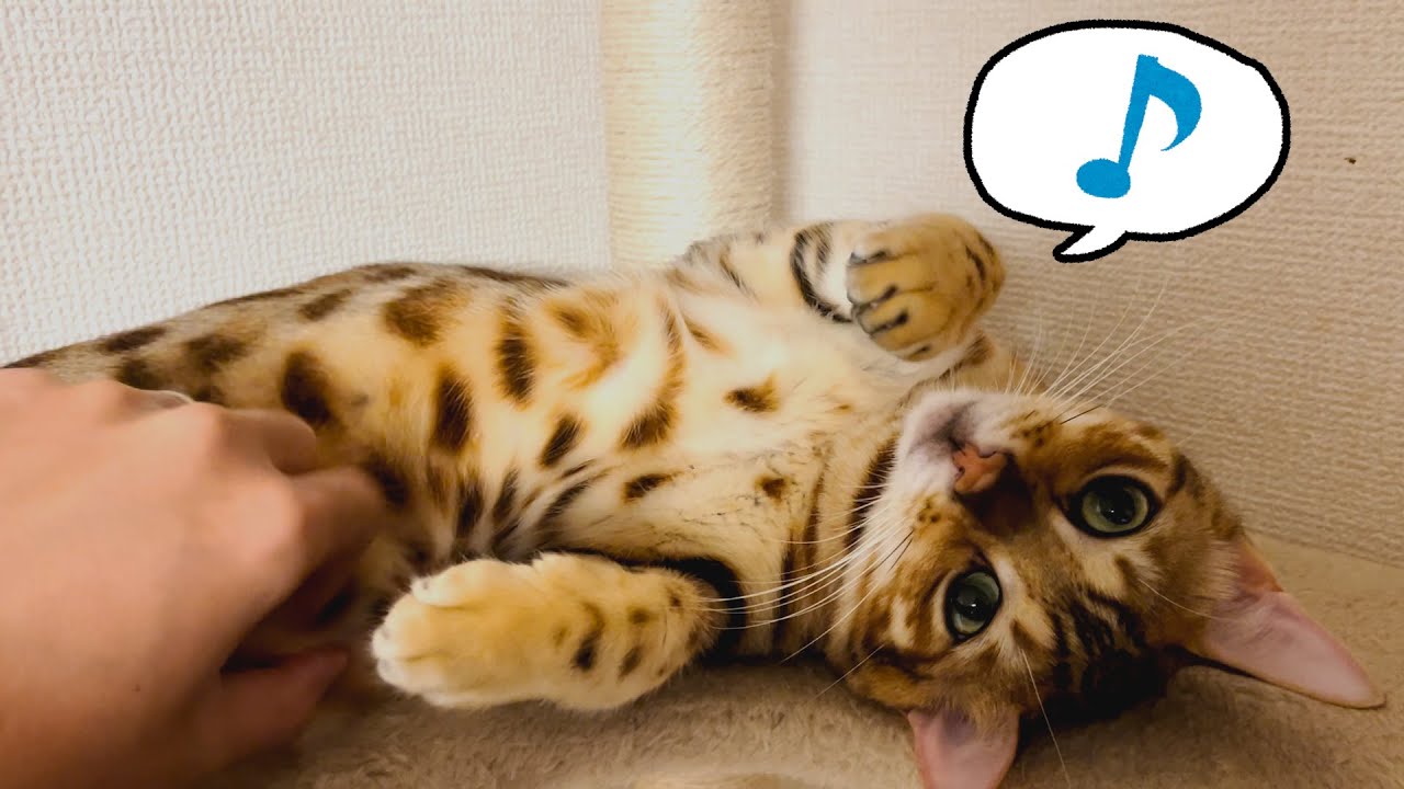 【ベンガル猫】おなかのルーズスキンをもみもみするだけ