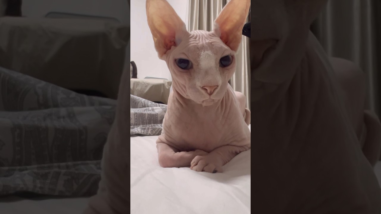 二重瞼が可愛い毛のない猫【スフィンクス猫】