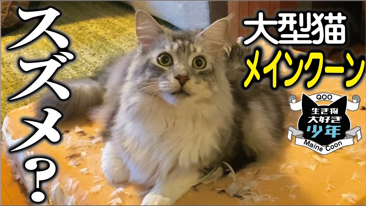 【メインクーン】部屋の中にスズメがいる？ソファーマットが羽毛だらけ！野鳥の鳴き声に反応する大型猫