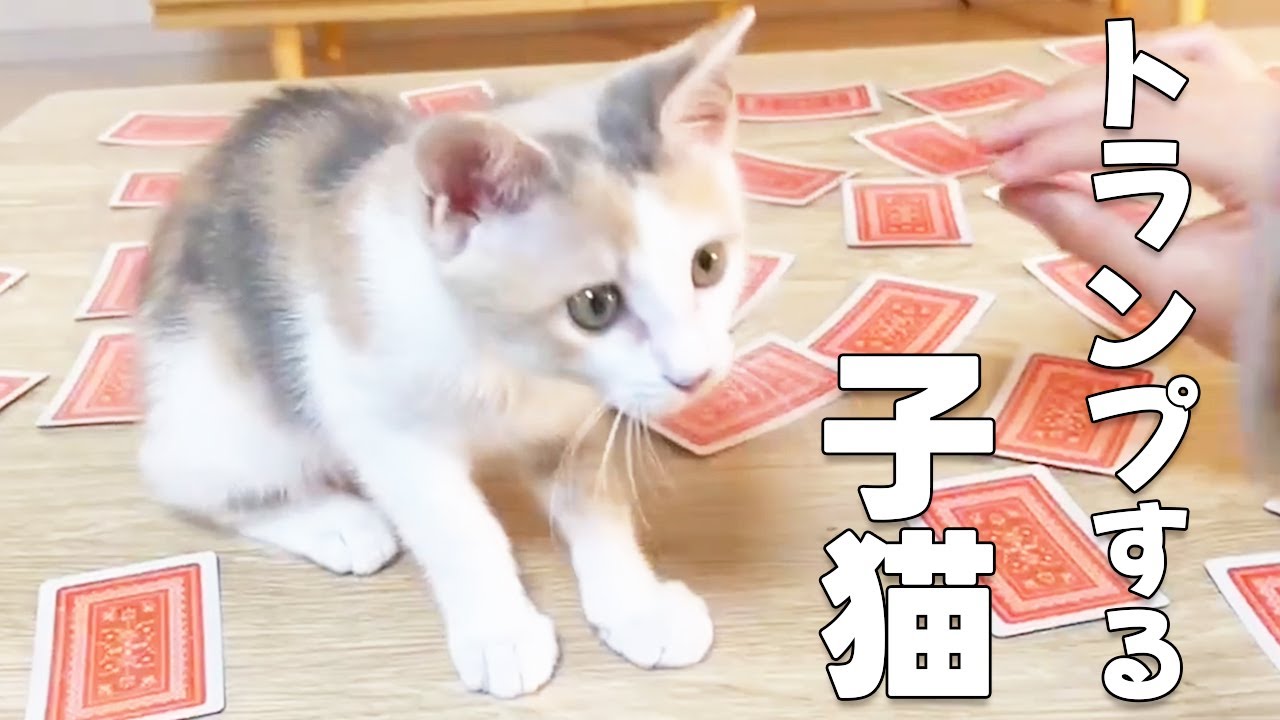 子猫がトランプに参戦！イタズラ子猫が可愛すぎた【保護猫・元野良猫】