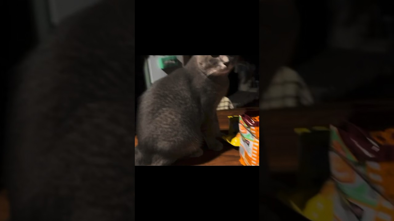 皆が寝静まった静かな時間..  同じように静かに過ごすおばあちゃんと猫…  #cat #保護猫 ＃風の猫＃さっちゃん