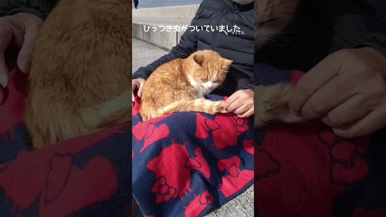 【男木島】の島猫　ミミちゃんは我が子のよう… #Shorts