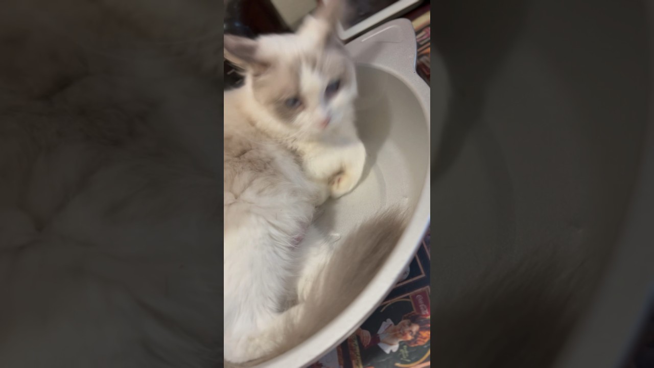 🙀‼️お昼寝中お皿が割れる音で飛び起きるラグドールww #shorts #猫 #ラグドール